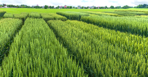 Produits phytosanitaires : un appel à projets de recherche pour qu'émergent des solutions alternatives