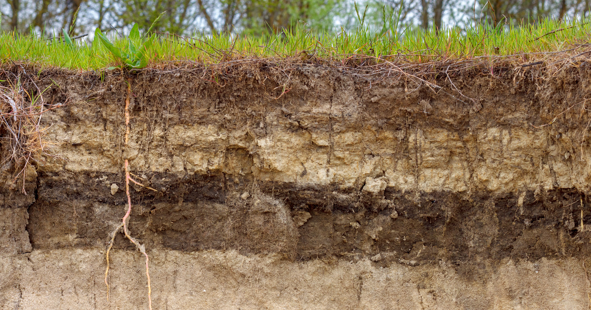 La contribution des micro-algues du sol au stockage du carbone a été quantifiée