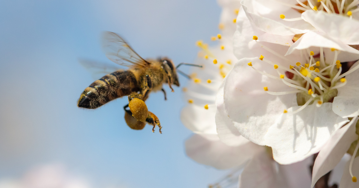 Une nouvelle tude montre l'impact des moteurs Diesel sur la sant des abeilles 