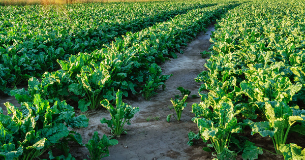 N�onicotino�des�: l'Inrae et l'ITB dressent un premier bilan des recherches de solutions alternatives