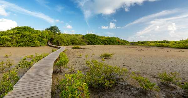 Biodiversit� ultramarine�: les appels � projets � g�om�trie variable de l'OFB pour structurer les initiatives