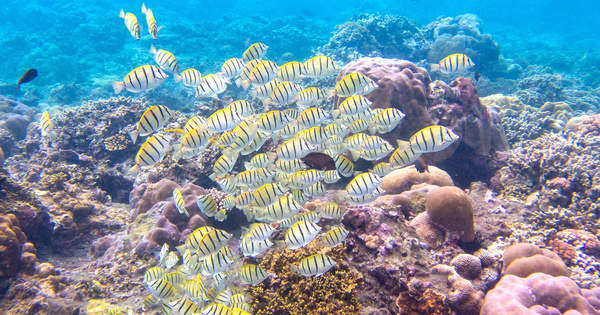 L'OFB lance l'appel à projets Biodiv'Eco à Mayotte et La Réunion