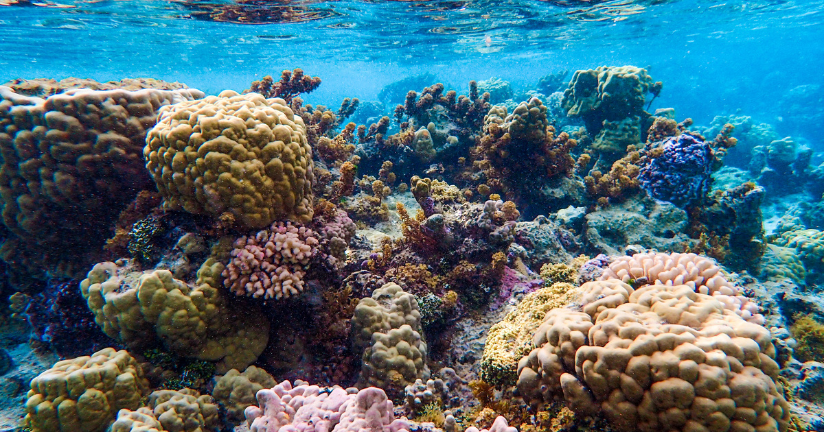 Récifs coralliens : l'OFB lance un nouvel appel à projets