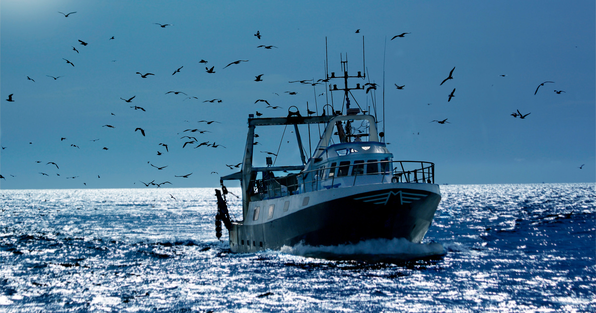 Moins de surpêche, mais plus de réchauffement climatique : les poissons restent menacés