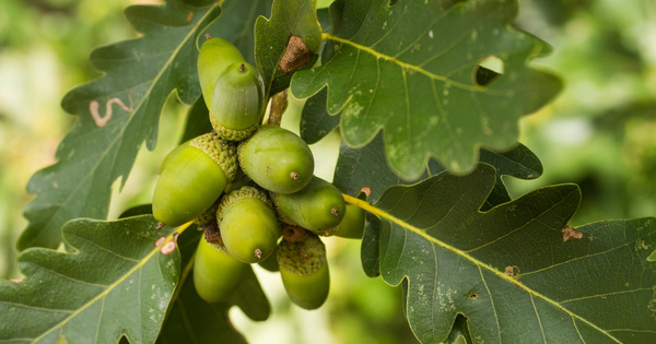 Le choix des meilleures graines aide les ch�nes sessiles � s'adapter au changement climatique