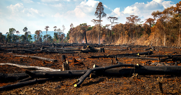 Contre la déforestation, les règles contraignantes du Conseil européen