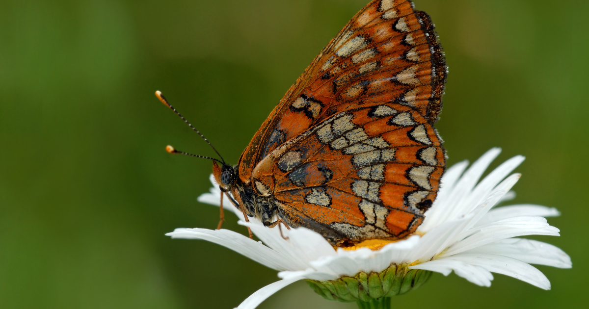 Deux espèces de papillons de jour sur trois ont disparu dans au moins un département 