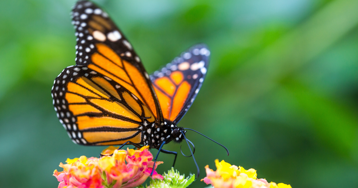 Le papillon monarque intègre la liste rouge de l'UICN, tandis que le tigre se porte mieux
