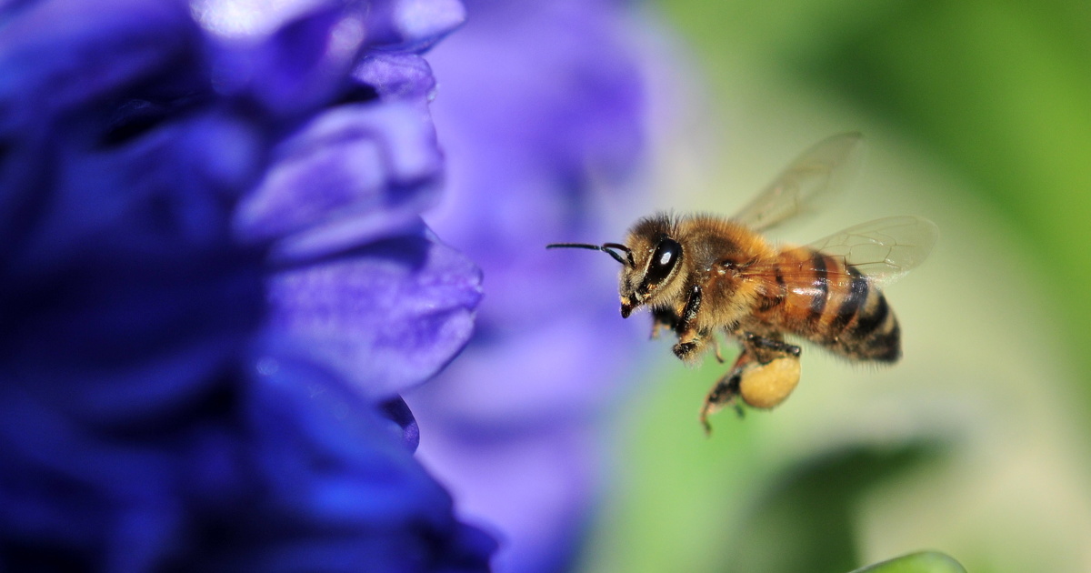 Les pesticides détériorent la vision et les déplacements des abeilles