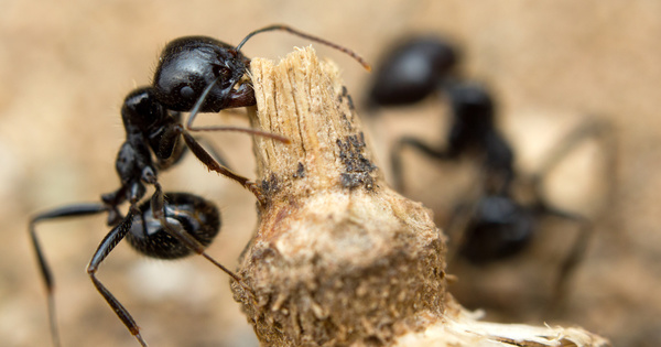 Les fourmis bénéficient plus aux agriculteurs que les pesticides, selon une étude