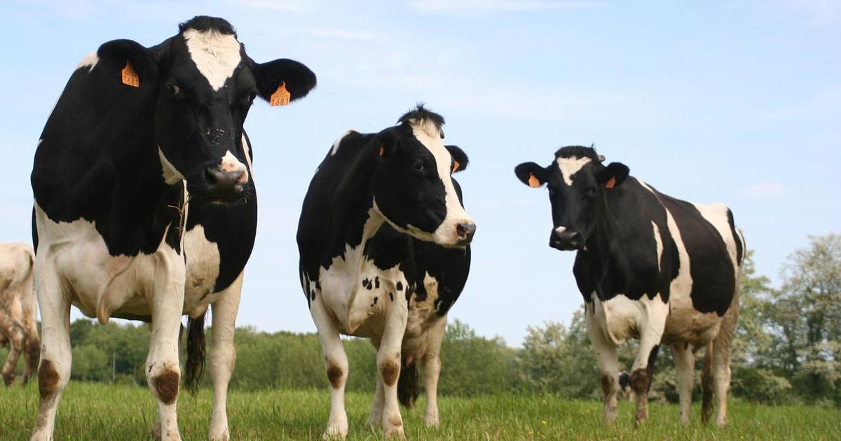 Antenne 4G et élevage en Haute-Loire : le Conseil d'État annule la suspension