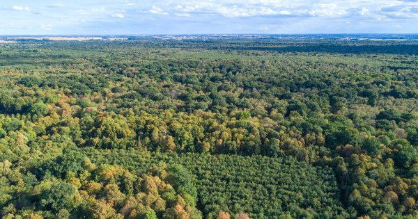 Un projet de règlement européen pour améliorer la surveillance de l'état des forêts