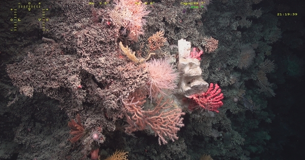 L'Ifremer teste l'adaptation des coraux d'eau froide au changement climatique