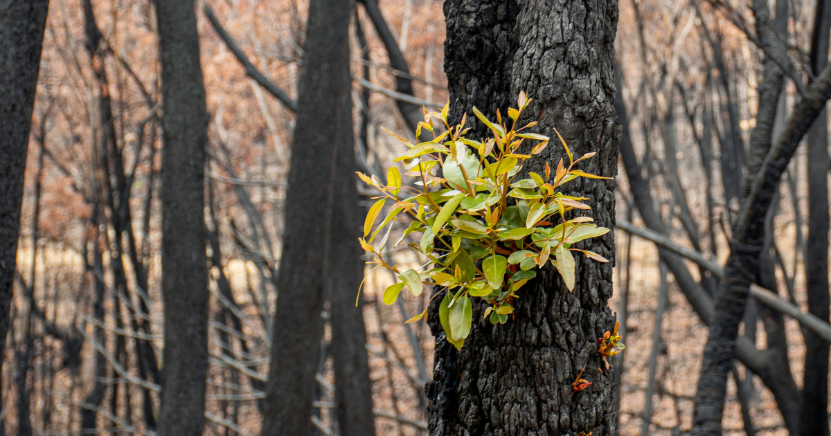 Résilience de la forêt face au feu : l'exemple australien