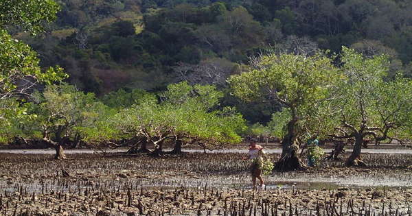 Biodiv'Eco : l'OFB retient sept projets à Mayotte et à La Réunion