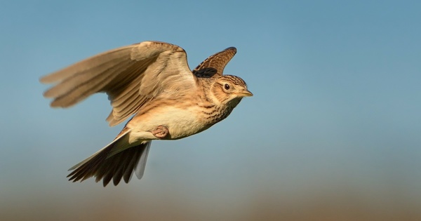 L'�tat autorise la chasse de 106 500 alouettes des champs pour la saison 2022-2023