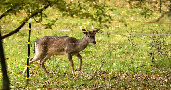Engrillagement des espaces naturels�: l'Assembl�e nationale vote son encadrement