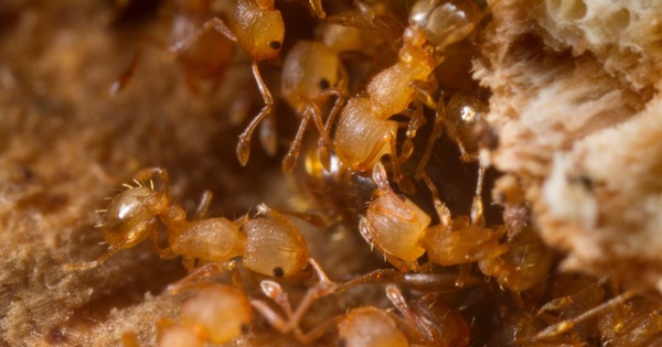 La fourmi électrique, espèce particulièrement invasive, a été repérée pour la première fois en France