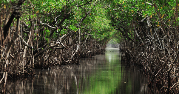 Aires marines prot�g�es�: une �tude fran�aise identifie leurs b�n�fices climatiques