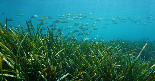 Herbiers de posidonie�: l'appel � projets de r�duction de l'impact des ancres des navires est renouvel�