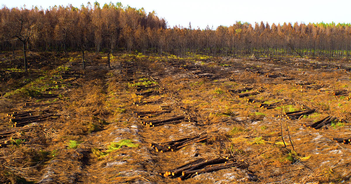 Forêts : Christophe Béchu détaille les aides consacrées à l'adaptation et au reboisement