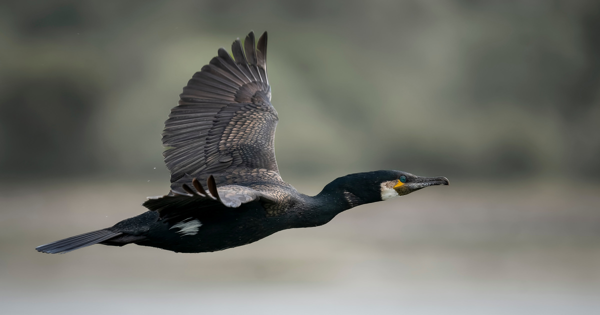 Espèces protégées : pas de dérogation à l'interdiction de destruction du grand cormoran 