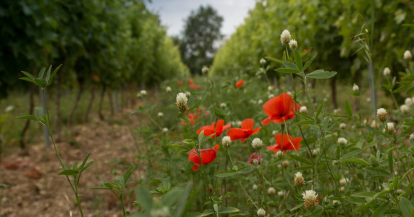 Le Conseil national de la refondation lance ses ateliers sur la biodiversit�