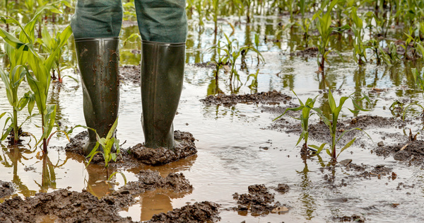 Assurance des risques climatiques en agriculture�: une ordonnance est publi�e