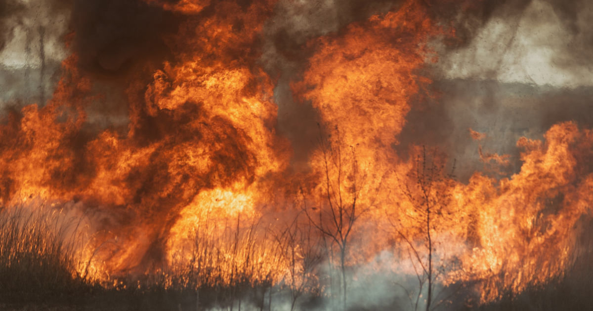Une proposition de loi déposée pour prévenir les feux de forêt
