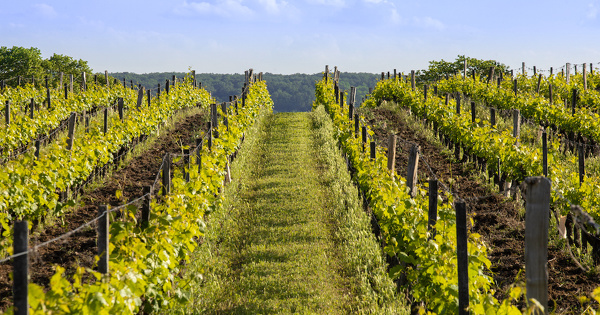 Certification HVE�: le Conseil d'�tat est saisi pour tromperie