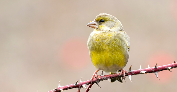 Oiseaux�: le d�clin des populations se confirme jusque dans les jardins