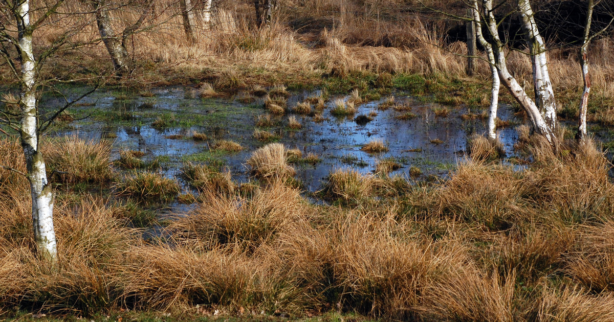 Zones humides : des chercheurs chiffrent la surface perdue dans le monde depuis 1700