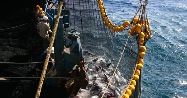 Pêche au thon tropical : Bloom attaque en justice l'État français 