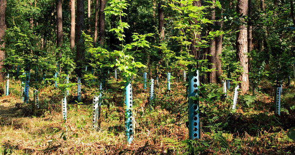 Forêts : la Commission européenne adopte de nouvelles lignes directrices