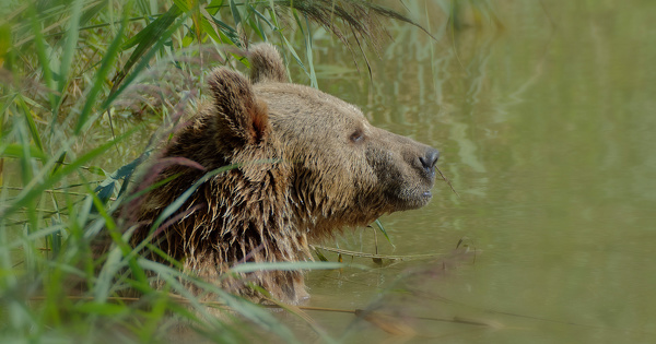 Ours des Pyrénées : vers la mise en place de nouvelles modalités d'effarouchement