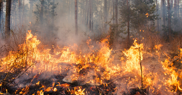 Le Sénat adopte la proposition de loi sur la prévention et la lutte contre les feux de forêt
