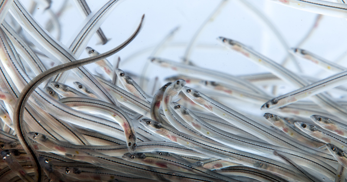 Anguilles et civelles : le Conseil d'État suspend la pêche dans le domaine maritime