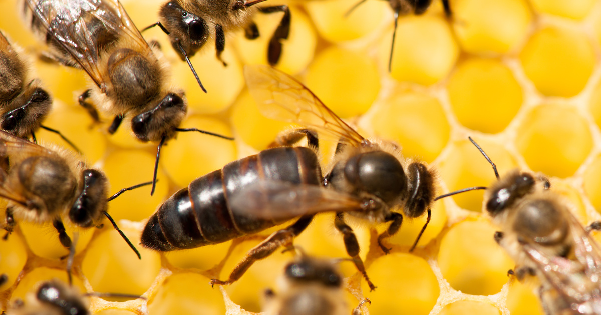 Pesticides: le boscalid menace la reproduction des abeilles