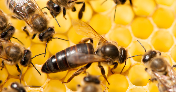 Pesticides : le boscalid menace la reproduction des abeilles