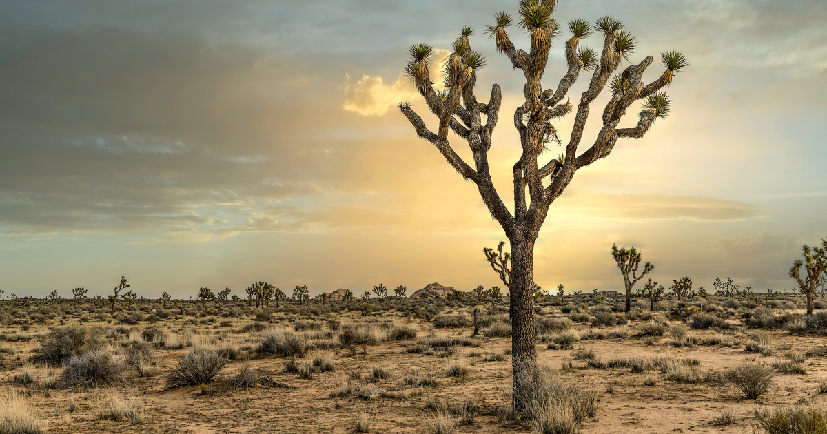 Rchauffement climatique: les arbres des milieux arides sont eux aussi  risque
