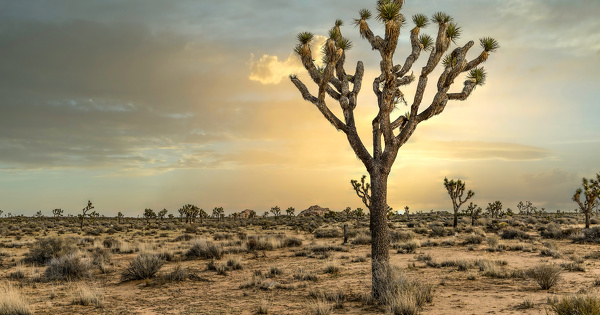 Réchauffement climatique : les arbres des milieux arides sont eux aussi à risque