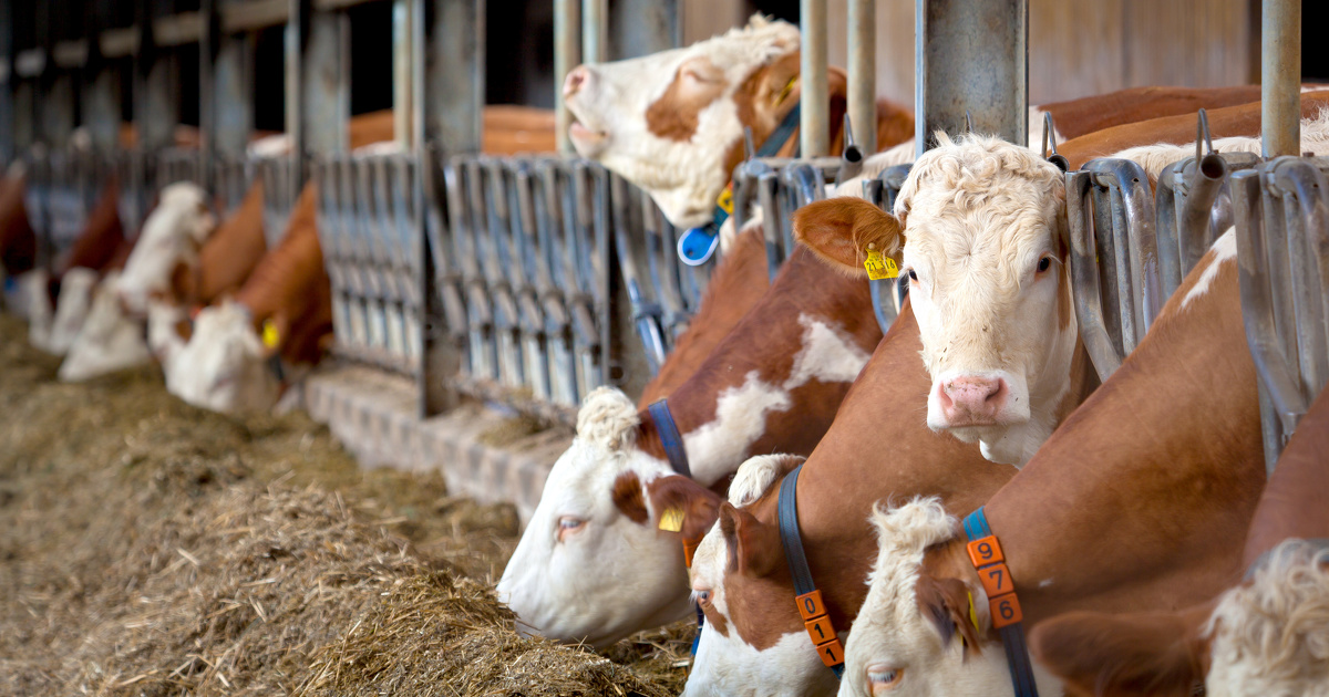 Directive IED : le Parlement rejette l'extension du texte aux élevages intensifs