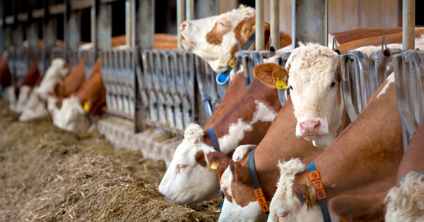 Directive IED : le Parlement repousse l'extension du texte aux élevages intensifs