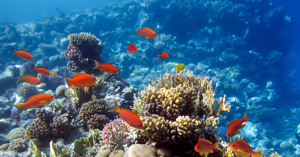 La pêche et la pollution menacent autant les récifs coraliens que le réchauffement climatique