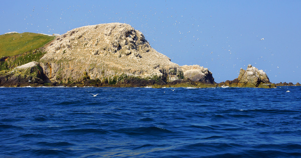 La réserve naturelle nationale des Sept-Îles est agrandie et devient la plus vaste de l'Hexagone
