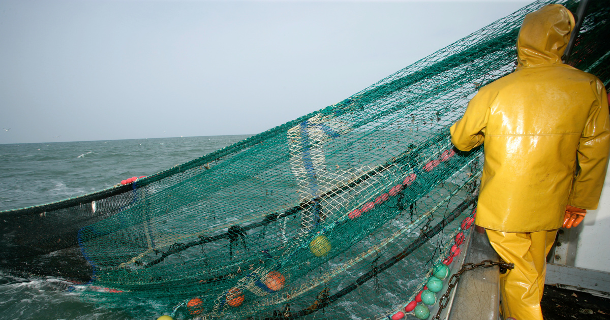 Pêche de fond : la Commission évalue le règlement sur la protection des écosystèmes vulnérables