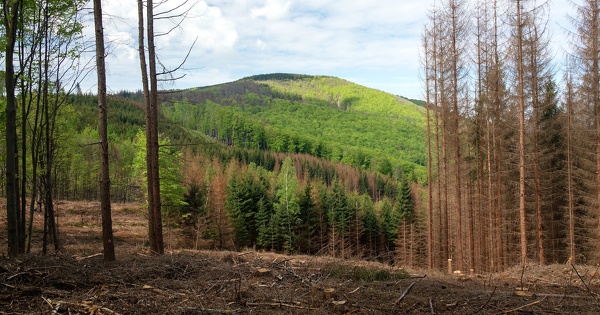 Forêts : la Commission européenne propose un règlement pour améliorer leur résilience