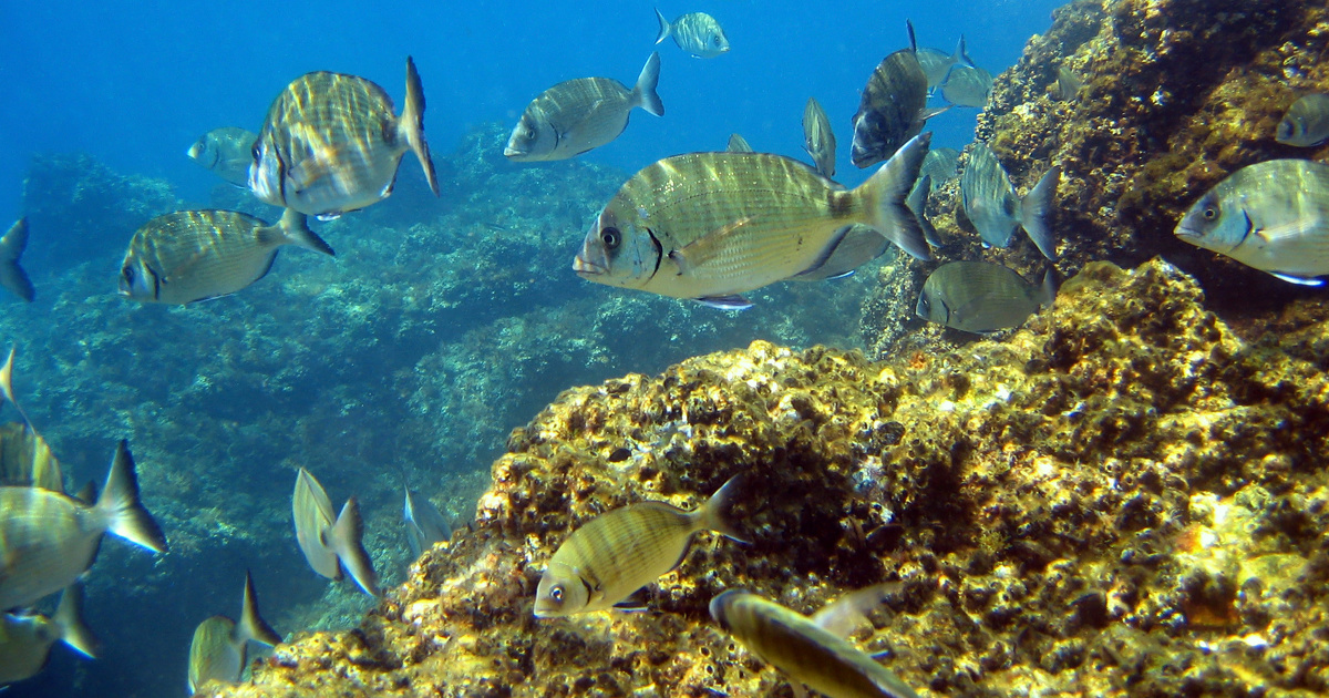 Récifs artificiels : les bénéfices pour la pêche