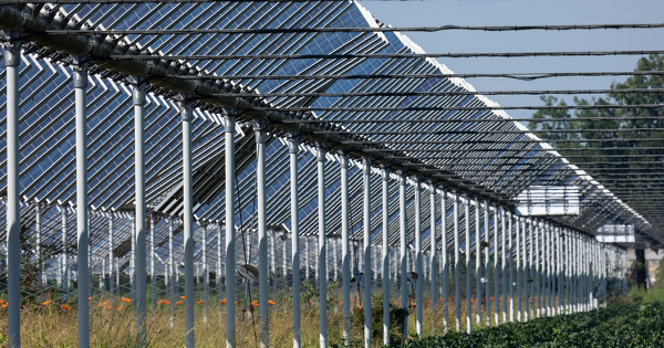 Agrivolta�sme�: le projet de d�cret est en consultation