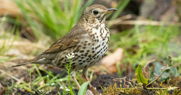 Chasses traditionnelles�: le Gouvernement contraint d'interdire la chasse aux tendelles